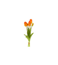 Tulipani Arancio Screziato