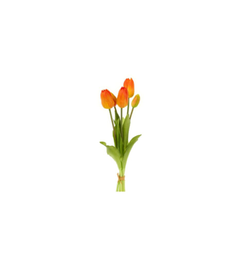 Tulipani Arancio Screziato
