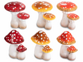 Funghi in terracotta